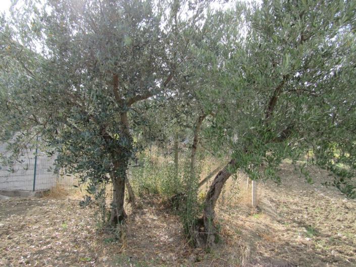 Image No.9-Land for sale