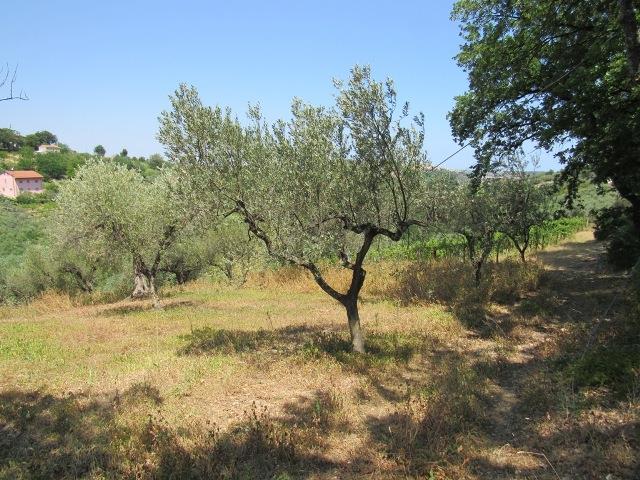 Image No.4-Land for sale