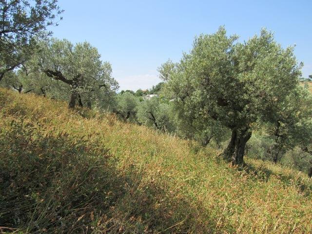 Image No.7-Land for sale