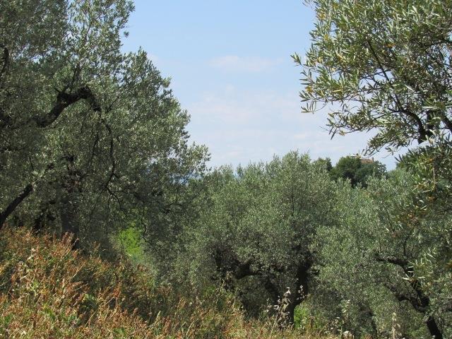 Image No.12-Land for sale