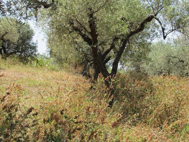 Image No.13-Land for sale