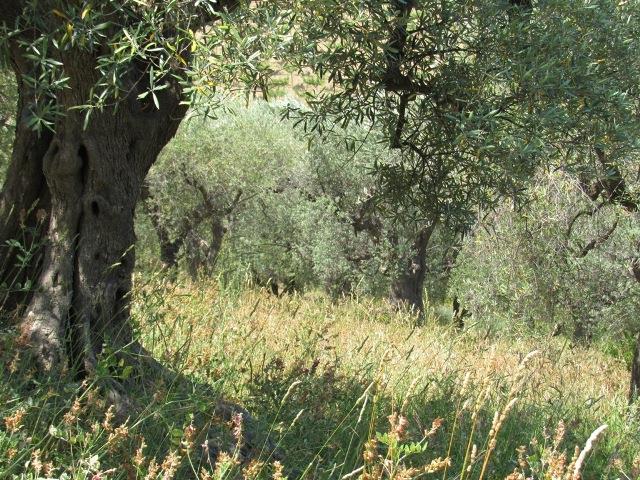 Image No.14-Land for sale