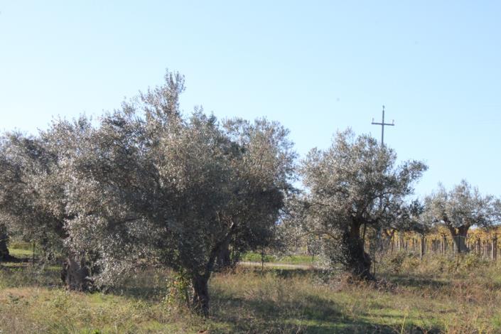 Image No.42-3 Bed Country House for sale