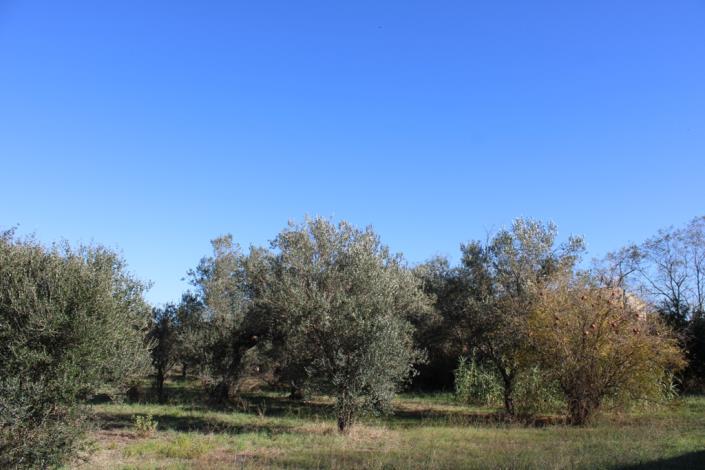 Image No.44-3 Bed Country House for sale