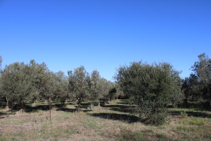 Image No.45-3 Bed Country House for sale