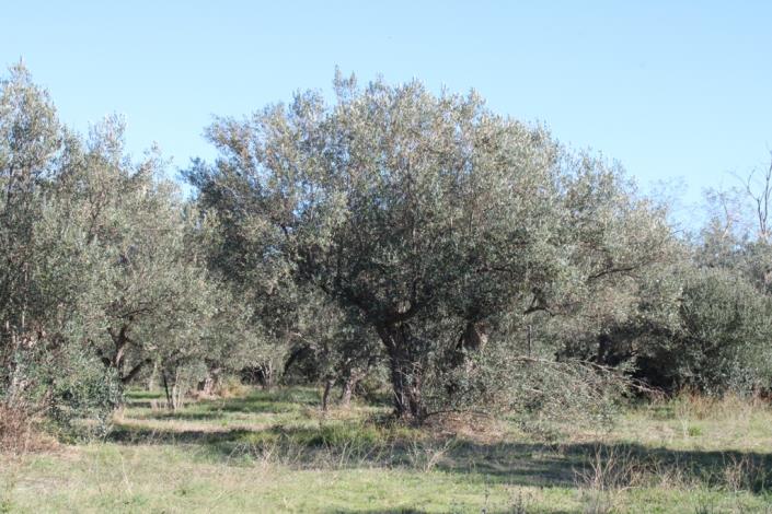 Image No.49-3 Bed Country House for sale