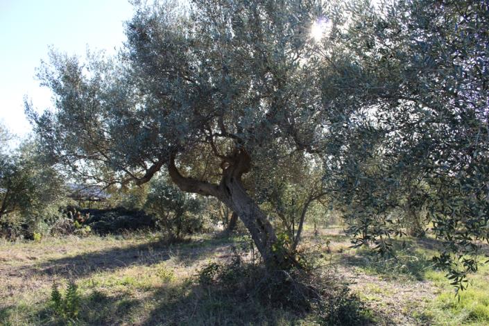 Image No.48-3 Bed Country House for sale