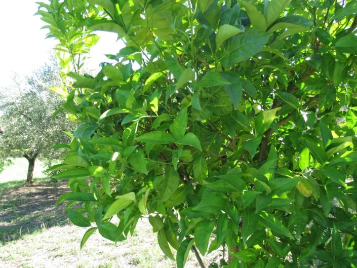 Image No.17-2 Bed Country House for sale