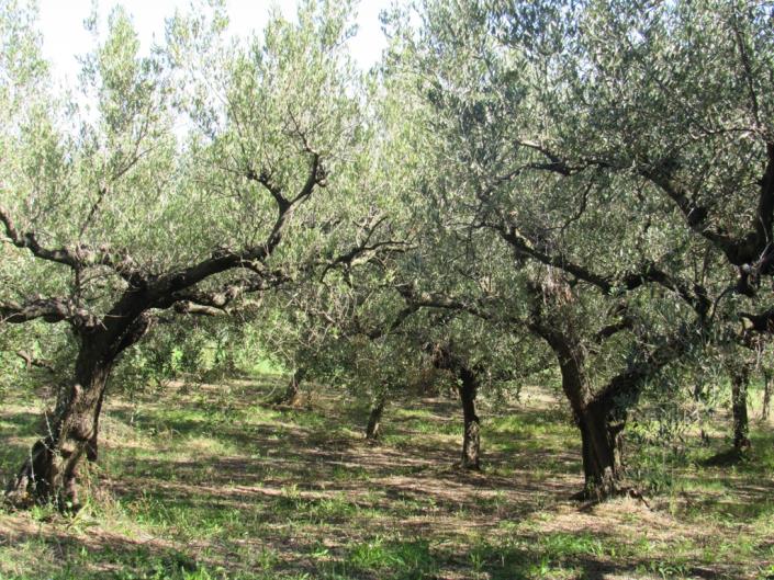 Image No.18-2 Bed Country House for sale