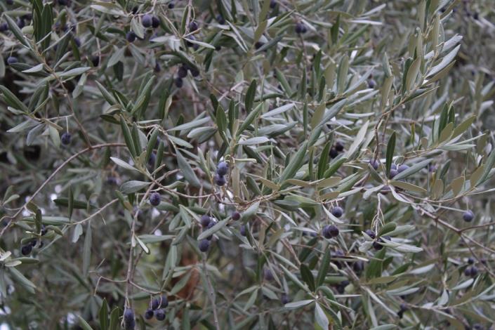 Image No.6-1 Bed Country House for sale