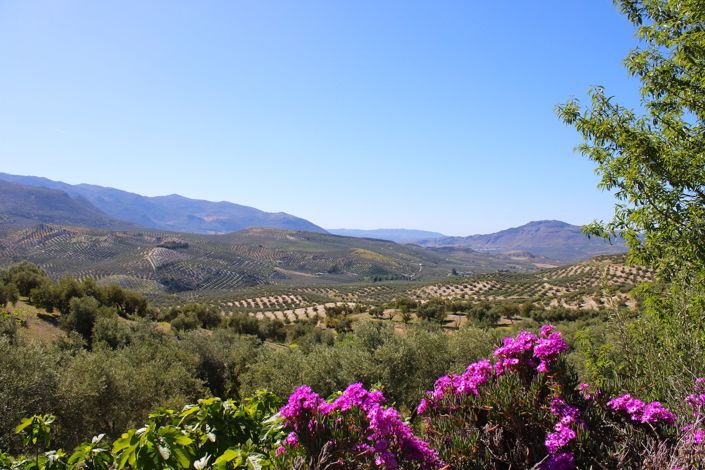 Image No.36-3 Bed Country House for sale