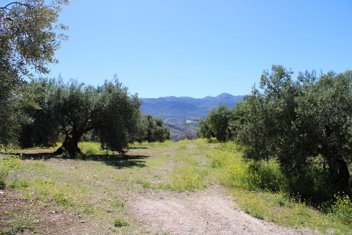 Image No.4-3 Bed Country House for sale