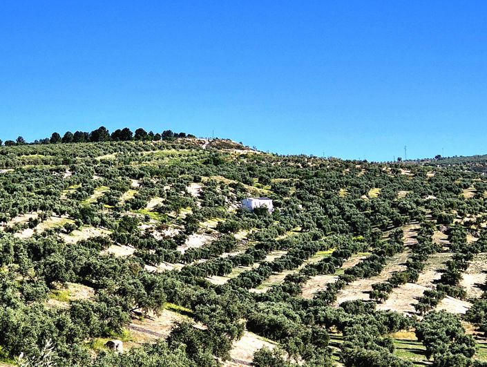 Image No.49-3 Bed Country House for sale