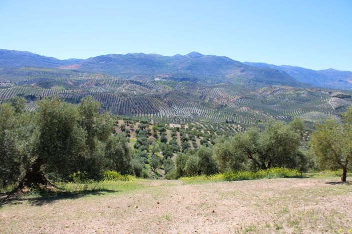 Image No.5-3 Bed Country House for sale