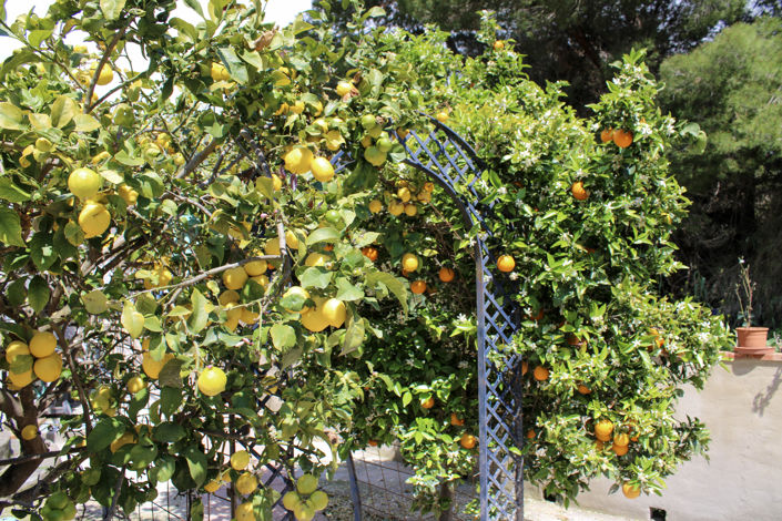 Image No.56-Villa de 5 chambres à vendre à Costa Tropical