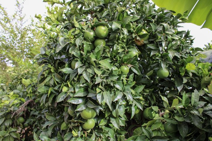 Image No.30-4 Bed Villa for sale