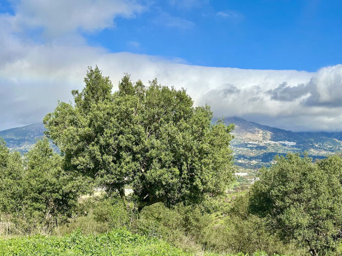Image No.22-Terrain à vendre à La Cala De Mijas