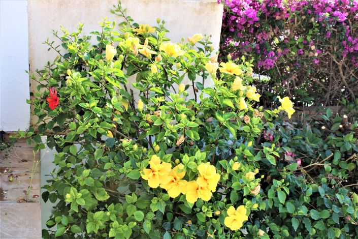 Image No.55-5 Bed House for sale