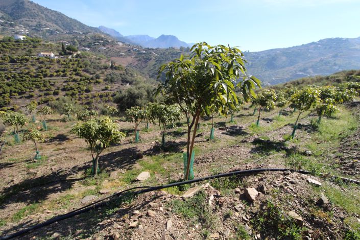 Image No.31-2 Bed House for sale