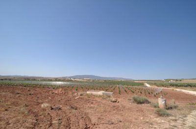 1 - Pinoso, Terreno