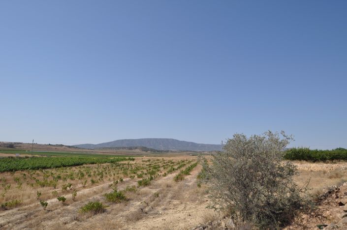 Image No.5-Terre à vendre à Pinoso