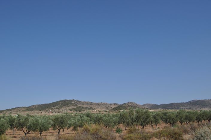 Image No.3-Terre à vendre à Pinoso