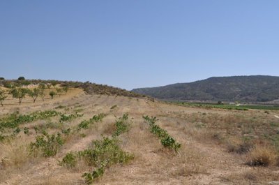 1 - Pinoso, Terreno