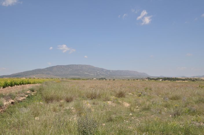 Image No.2-Terre à vendre à Pinoso