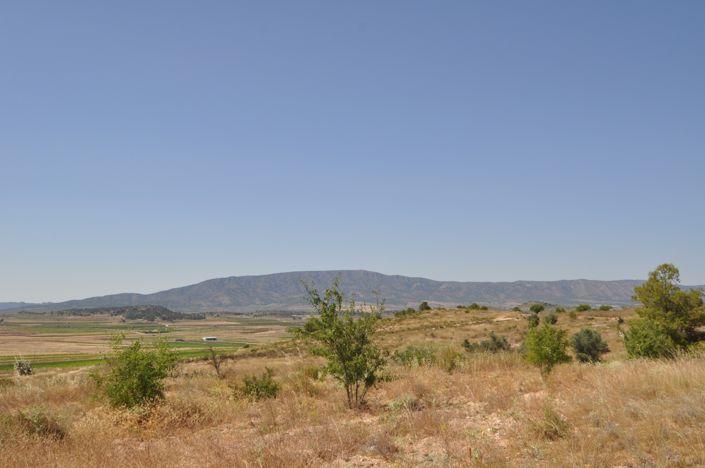 Image No.8-Terre à vendre à Pinoso