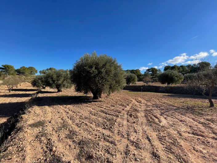 Image No.3-Terre à vendre à La Zarza