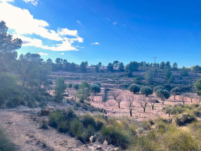 Image No.8-Terre à vendre à La Zarza