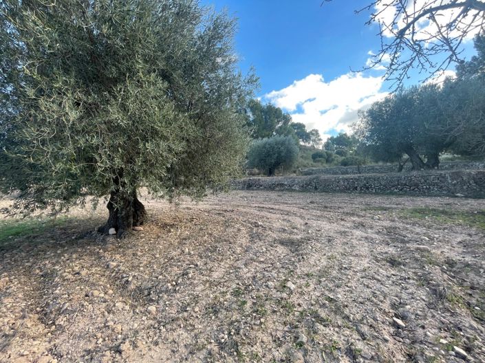 Image No.9-Terre à vendre à La Zarza