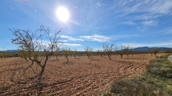 Image No.2-Terre à vendre à Pinoso