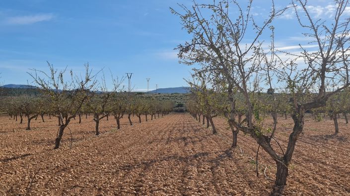 Image No.5-Terre à vendre à Pinoso
