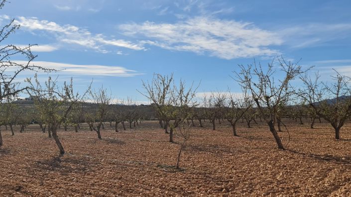 Image No.6-Terre à vendre à Pinoso