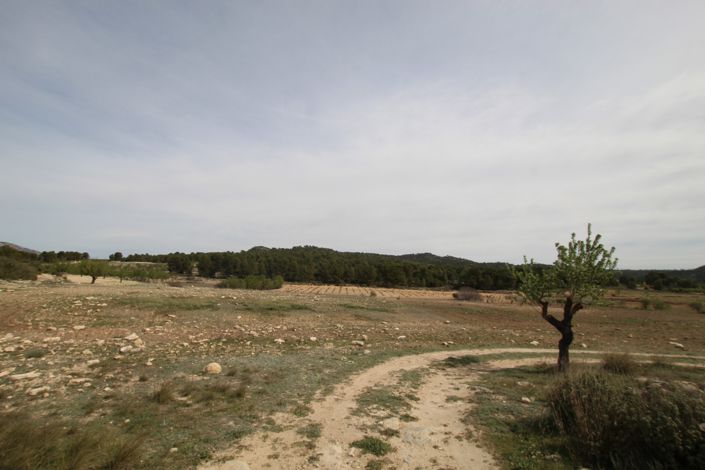 Image No.22-Maison de campagne de 1 chambre à vendre à Monóvar