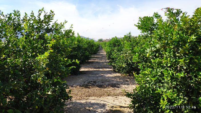 Image No.22-Villa de 2 chambres à vendre à Redován