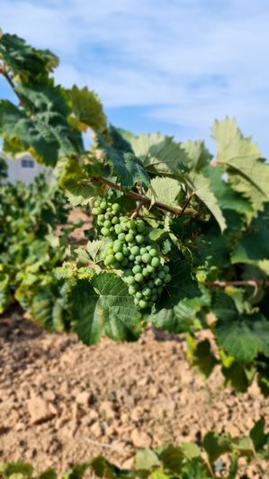 Image No.3-Terre à vendre à Pinoso