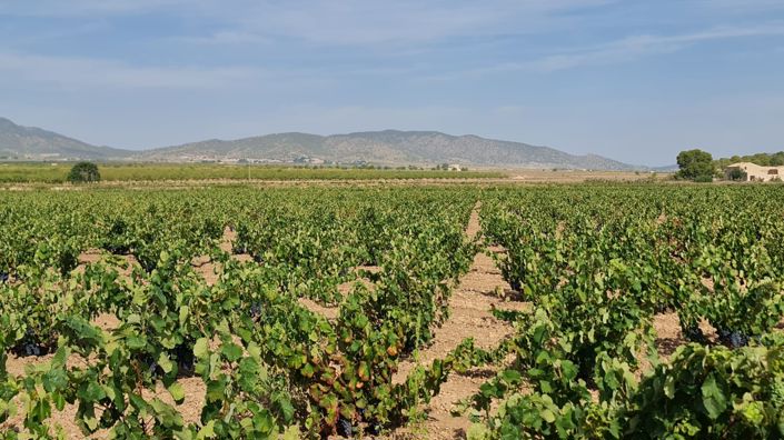 Image No.5-Terre à vendre à Pinoso