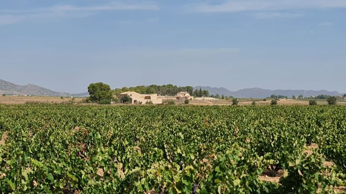 Image No.6-Terre à vendre à Pinoso