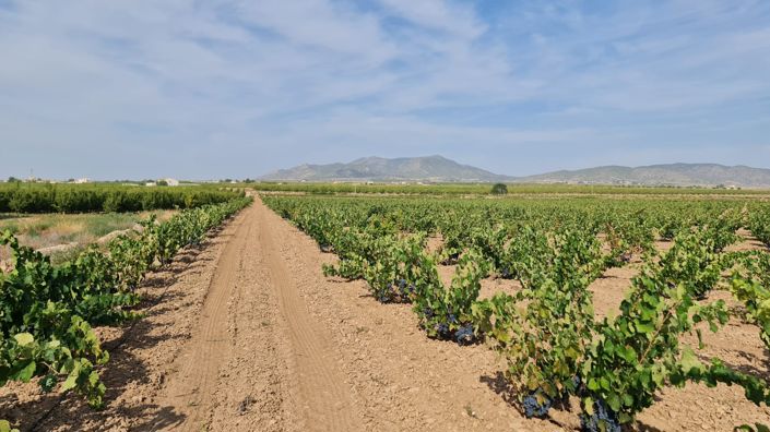 Image No.8-Terre à vendre à Pinoso