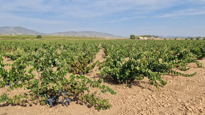 Image No.9-Terre à vendre à Pinoso