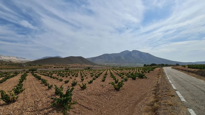 Image No.10-Terre à vendre à Abanilla