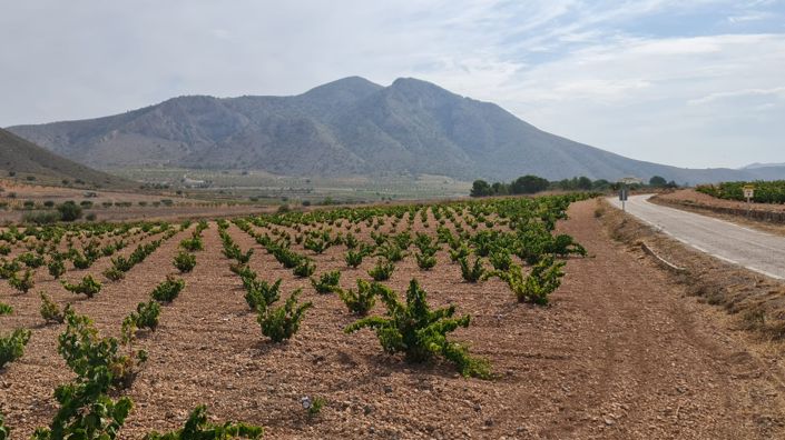 Image No.11-Terre à vendre à Abanilla