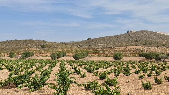 Image No.12-Terre à vendre à Abanilla