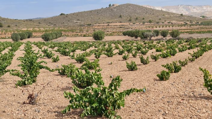 Image No.13-Terre à vendre à Abanilla