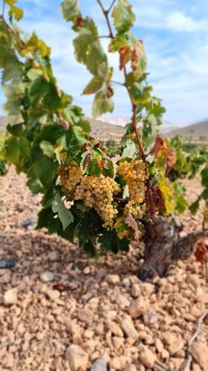 Image No.2-Terre à vendre à Abanilla