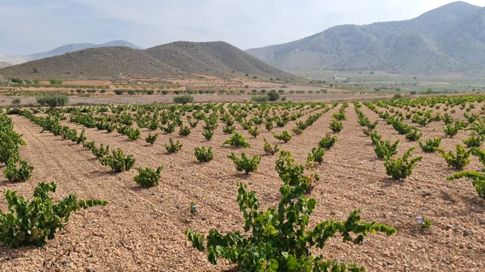 Image No.3-Terre à vendre à Abanilla