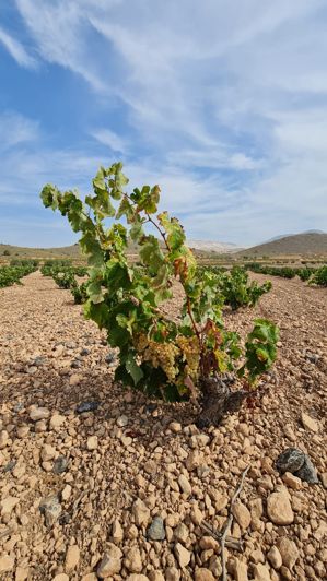 Image No.4-Terre à vendre à Abanilla