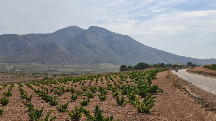 Image No.5-Terre à vendre à Abanilla